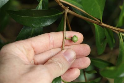 Actephila grandifolia, photographed by Greg Tasney