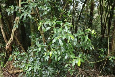 Actephila grandifolia, photographed by Greg Tasney