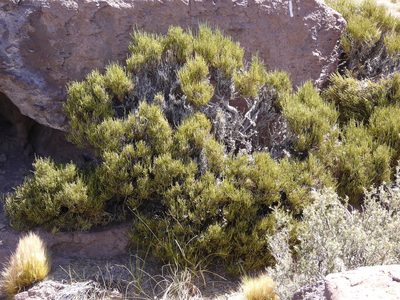 Ephedra chilensis, photographed by Guillermo Debandi