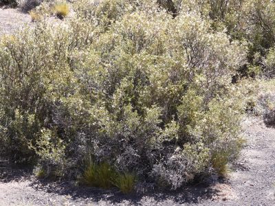Adesmia pinifolia, photographed by Guillermo Debandi