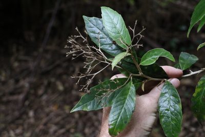Argophyllum nullumense, photographed by Greg Tasney