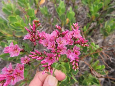 Limonium peregrinum, photographed by linkie