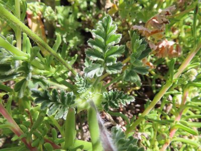 Pelargonium fulgidum, photographed by linkie