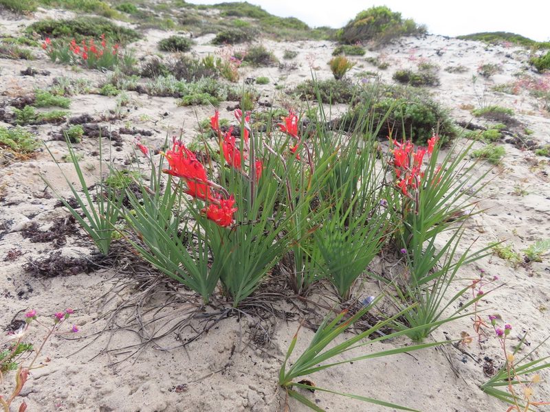 Babiana hirsuta, photographed by linkie