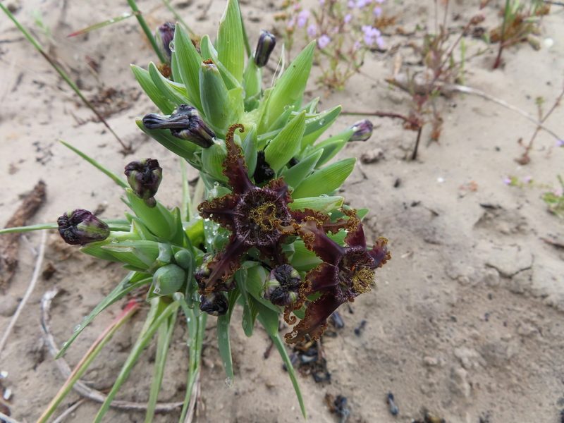 Ferraria foliosa, photographed by linkie