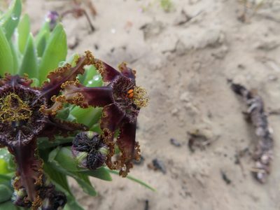 Ferraria foliosa, photographed by linkie