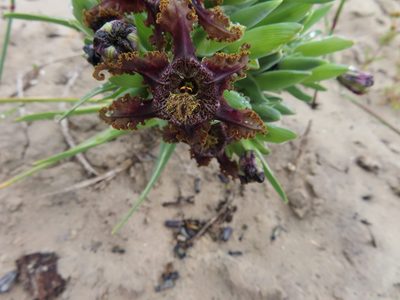 Ferraria foliosa, photographed by linkie