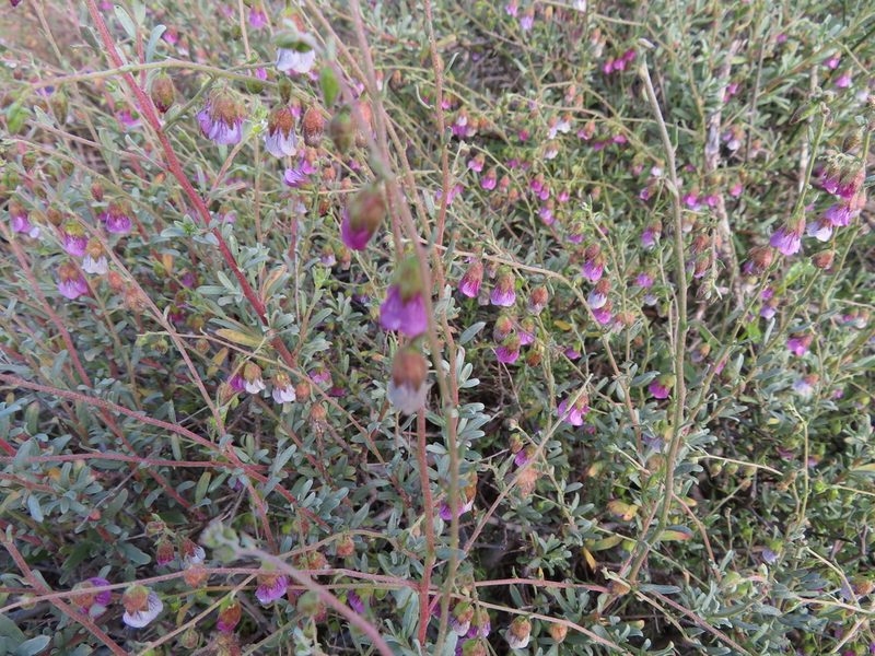 Hermannia trifurca, photographed by linkie