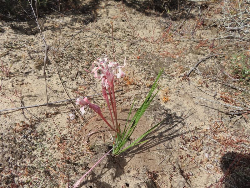 Babiana tubiflora, photographed by linkie