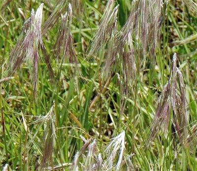 Bouteloua megapotamica, photographed by Hugo Hulsberg
