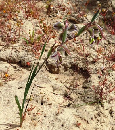 Gladiolus orchidiflorus, photographed by linkie