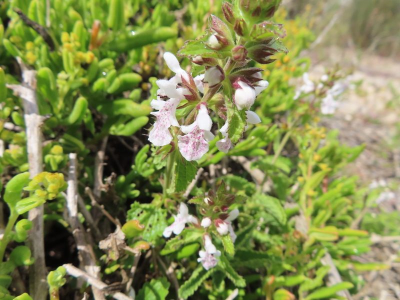 Stachys bolusii, photographed by linkie