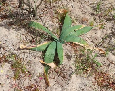 Ammocharis longifolia, photographed by linkie