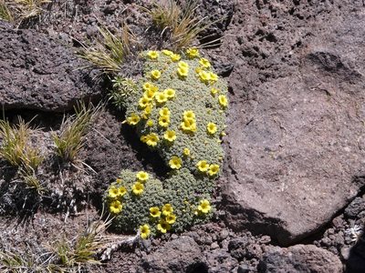 Oxalis erythrorhiza, photographed by Guillermo Debandi