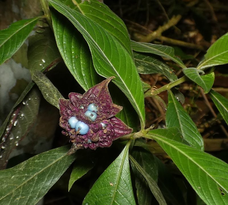 Palicourea bracteocardia, photographed by Helio Lourencini