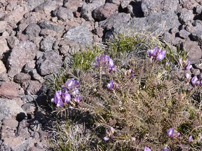 Astragalus cruckshanksii, photographed by Guillermo Debandi