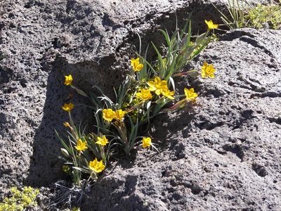 Sisyrinchium laetum, photographed by Guillermo Debandi
