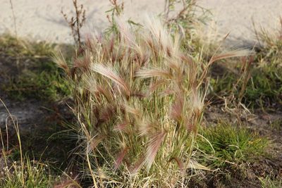 Hordeum jubatum, photographed by Tatiana Strus