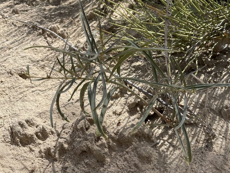 Mirabilis linearis, photographed by Bobby McCabe