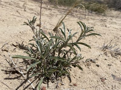 Oreocarya suffruticosa, photographed by Bobby McCabe