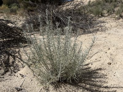Artemisia filifolia, photographed by Bobby McCabe
