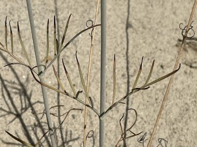 Thelesperma megapotamicum, photographed by Bobby McCabe