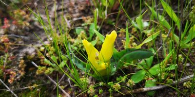 Lachenalia reflexa, photographed by leandra-k_89