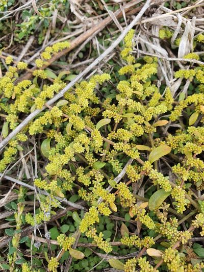 Herniaria polygama, photographed by Анна Митрошенкова