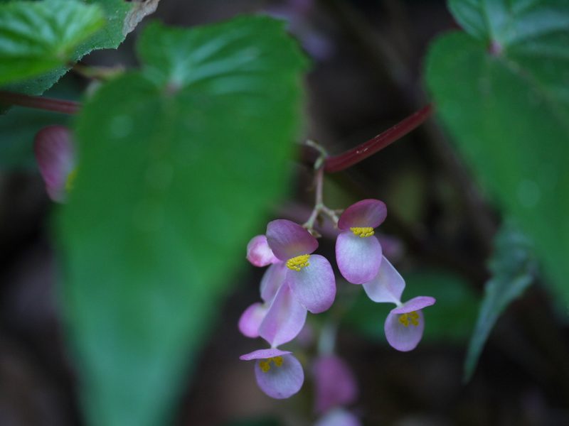 Begonia malabarica, photographed by Dinesh Valke