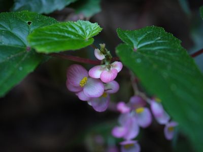 Begonia malabarica, photographed by Dinesh Valke
