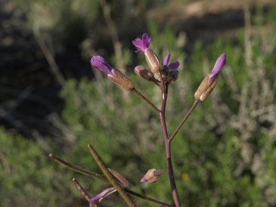 Boechera lincolnensis, photographed by Jim Morefield