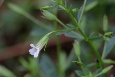 Mecardonia acuminata