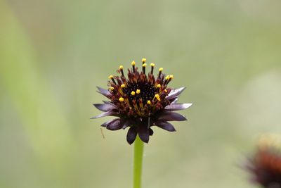 Helianthus radula, photographed by Kim