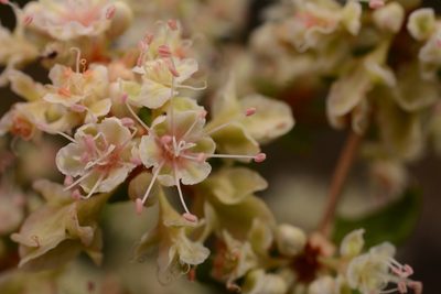 Eriogonum tomentosum, photographed by Siddarth Machado