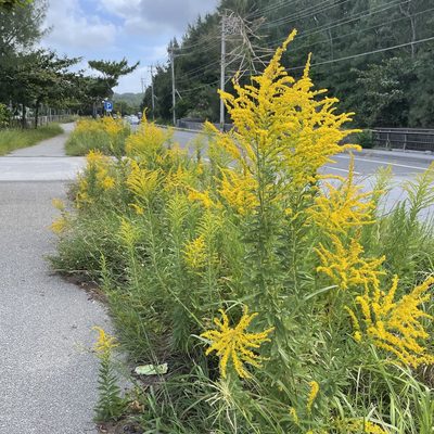 Solidago altissima, photographed by Takaaki Hattori