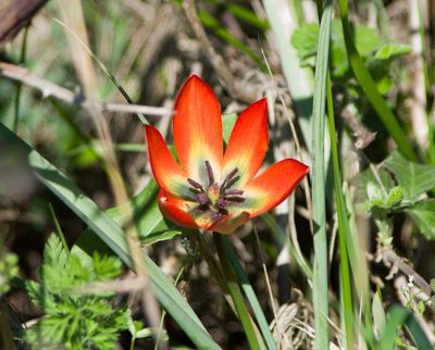 Tulipa orphanidea, photographed by katunchik