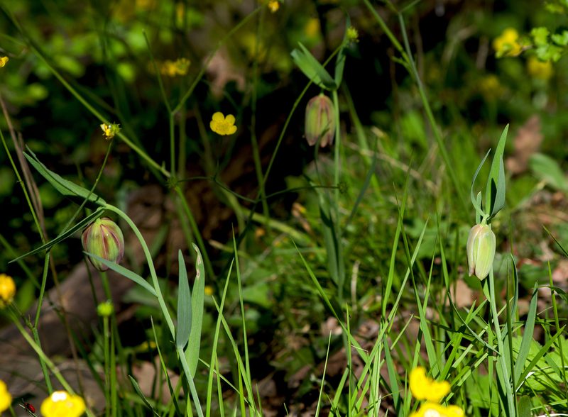 Fritillaria pontica, photographed by katunchik