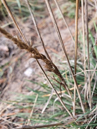 Koeleria glauca, photographed by Анна Митрошенкова