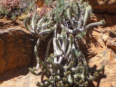 Euphorbia heptagona, photographed by Shaun Swanepoel