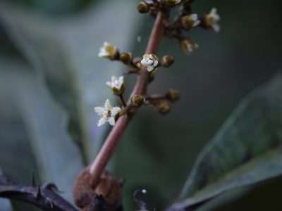 Holigarna arnottiana, photographed by Dinesh Valke