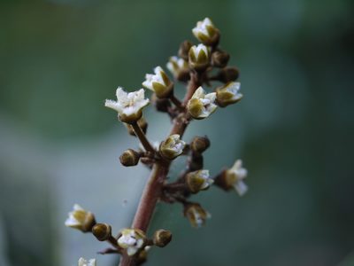 Holigarna arnottiana, photographed by Dinesh Valke