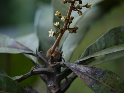 Holigarna arnottiana, photographed by Dinesh Valke