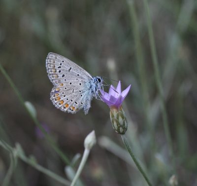 Xeranthemum cylindraceum, photographed by Oleg Kosterin