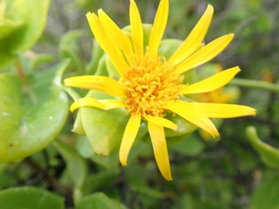 Didelta spinosa, photographed by Peter Warren