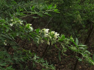 Chamaecytisus proliferus, photographed by Jeremy Gilmore
