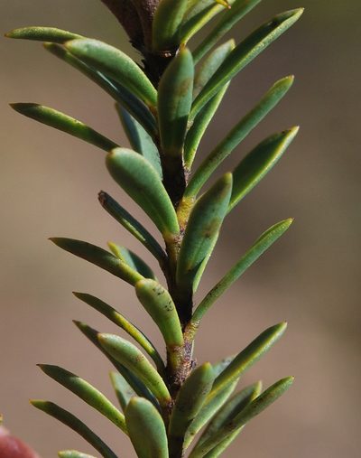 Liparia striata, photographed by Charles Stirton