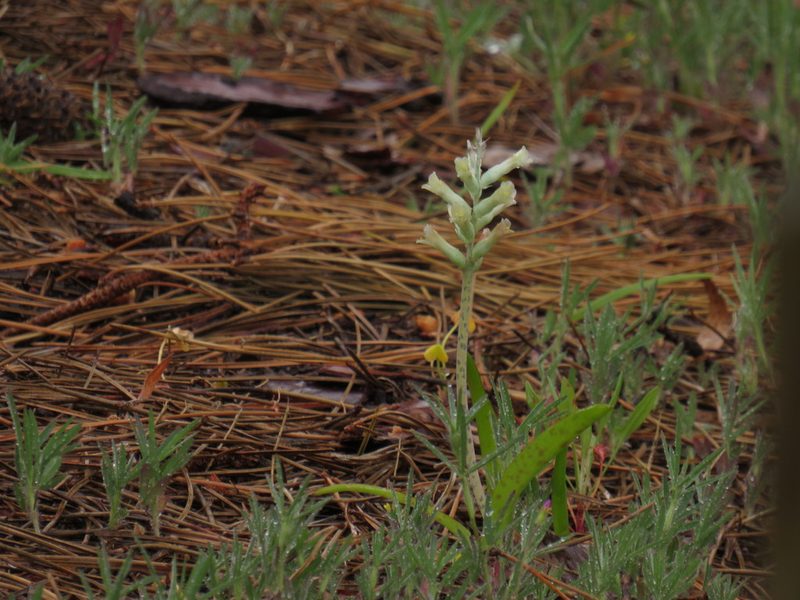 Lachenalia orchioides, photographed by Jeremy Gilmore
