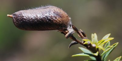 Liparia striata, photographed by Charles Stirton