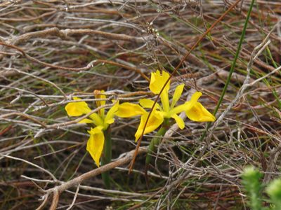 Moraea neglecta, photographed by Jeremy Gilmore