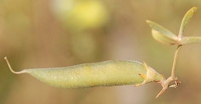 Aspalathus lanata, photographed by Charles Stirton